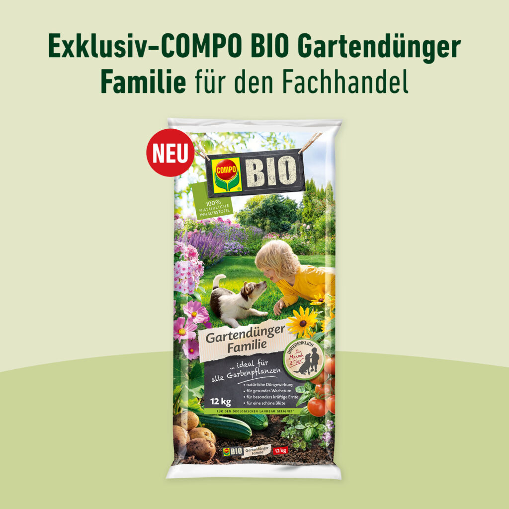 auberginen saatgut gewinnen Saatgut Aubergine 'Violette de Barbentane' - Solanum melongena violette de  Barbentane main image 0
