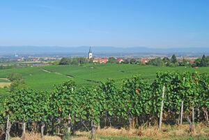 Blick über grüne Weinberge auf eine kleine Ortschaft mit einer Kirche und spitzem Turm in der Mitte. Im Hintergrund erstreckt sich eine weite Ebene mit weiteren Dörfern und sanften Hügeln unter einem klaren, blauen Himmel.