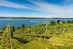 Weinberg mit grünen Reben auf sanftem Hang, im Hintergrund ein großer See mit klarem Wasser und gegenüberliegendem Ufer. Darüber ein blauer Himmel mit leichten Wolkenstreifen.