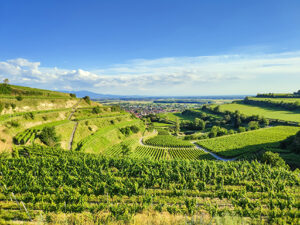 Weitläufige Weinberge in sanft geschwungenen Hügeln unter einem klaren blauen Himmel. Die grünen Reben sind in Reihen angeordnet, durchzogen von schmalen Wegen. Im Hintergrund liegt eine Ortschaft in der Ebene, dahinter sind Berge am Horizont sichtbar.