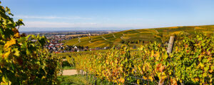 Weinberge mit herbstlich gefärbten Blättern in Gelb- und Grüntönen, die sich über sanfte Hügel erstrecken. Im Hintergrund liegt ein Dorf mit roten Dächern, dahinter weite Felder und eine Bergkette unter klarem blauem Himmel.