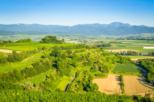Grüne, terrassenförmig angelegte Weinberge und Felder in einer hügeligen Landschaft, durchzogen von schmalen Wegen. Im Hintergrund weite Ebene mit landwirtschaftlichen Flächen und eine Bergkette unter klarem blauem Himmel.